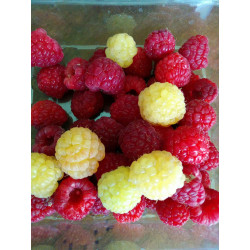 Organic Raspberry Syrup  Sweet, Natural, Delicious