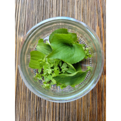 Gardeners' Cleansing Bar – Deep-Cleaning Hand Soap for Hardworking Hands