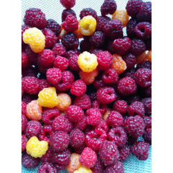 Raspberries