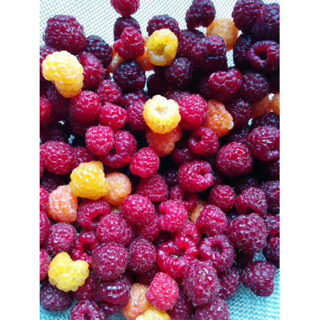 Raspberries