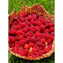 Fresh-picked Raspberries (1Lb) - Seasonal, Sweet & Nutritious
