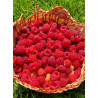 Fresh-picked Raspberries (1Lb) - Seasonal, Sweet & Nutritious