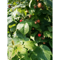 Fresh-picked Raspberries (1Lb) - Seasonal, Sweet & Nutritious