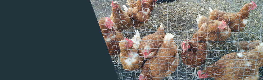 The Hens